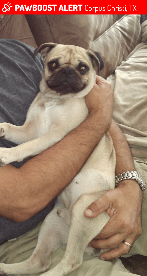 Lost Male Dog in Corpus Christi, TX 78411 Named OTIS (ID 4694278