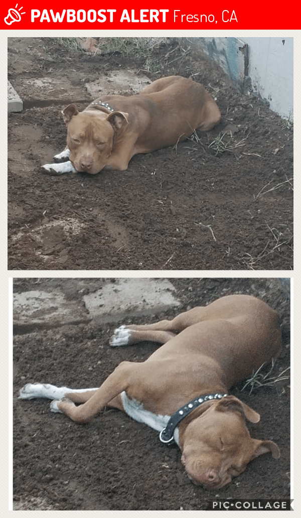 Lost Male Dog in Fresno, CA 93702 Named Chato (ID 4697868) PawBoost