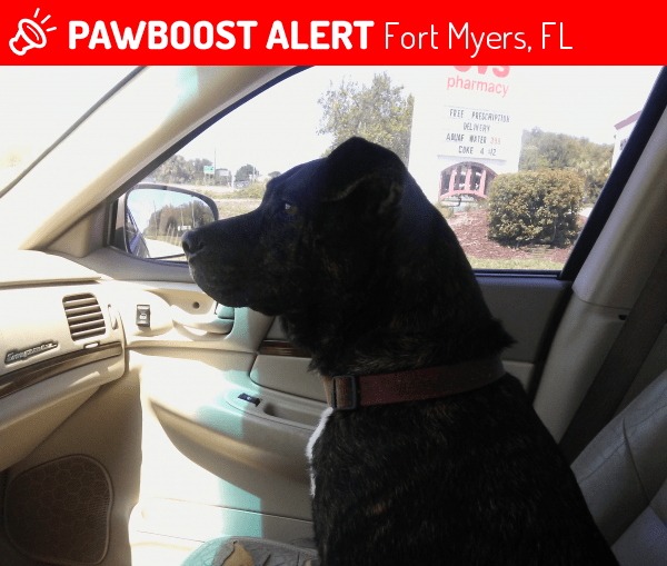 Lost Female Dog in Fort Myers, FL 33908 Named Daisy (ID