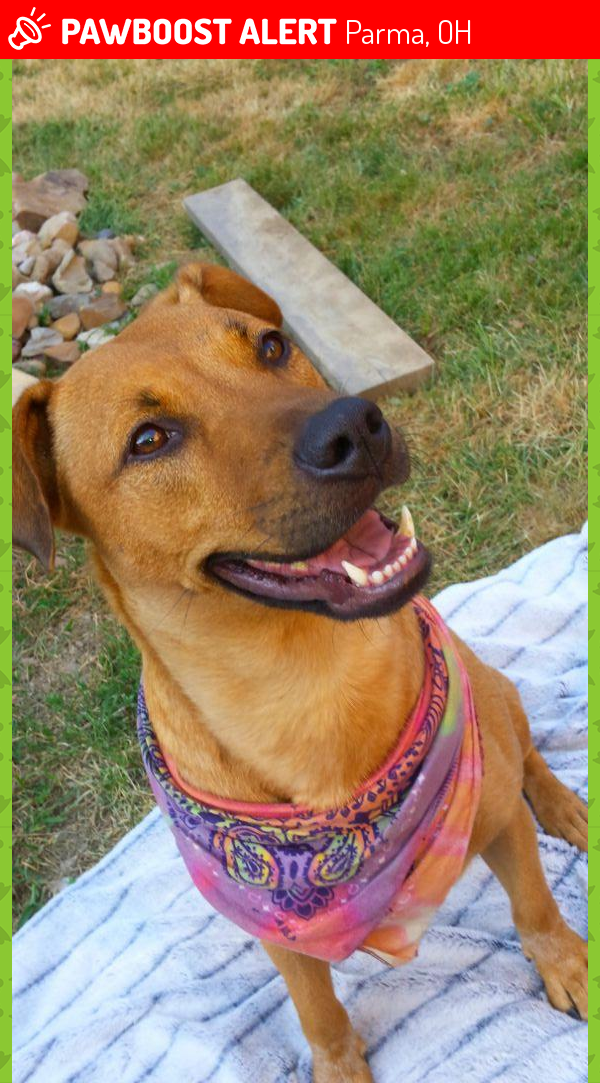 Lost Female Dog in Parma, OH 44129 Named Lola (ID 4700242) PawBoost