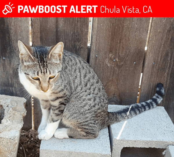 Rehomed Female Cat in Chula Vista, CA 91911 (ID 4701098) PawBoost