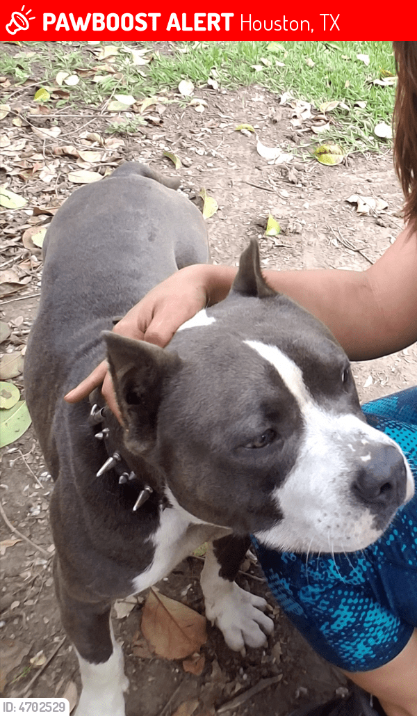 Lost Male Dog in Houston, TX 77075 Named Krypto (ID 4702529) PawBoost