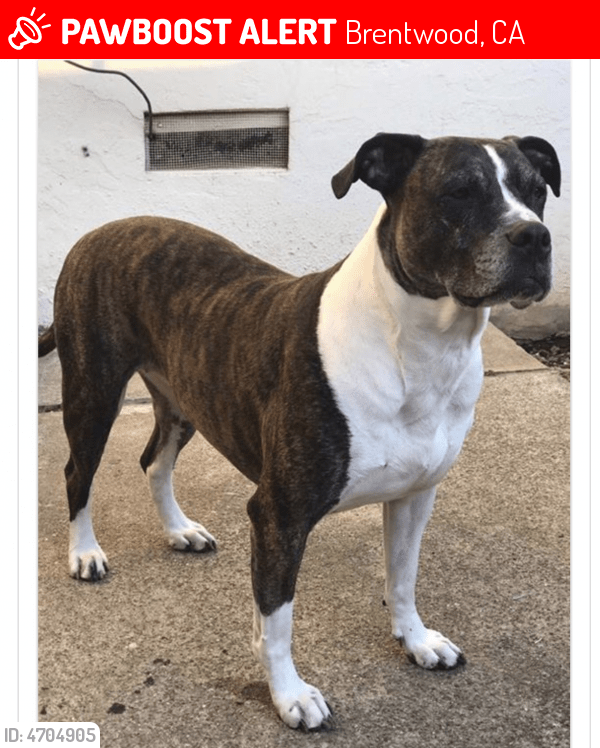 Deceased Female Dog in Brentwood, CA 94513 (ID 4704905) PawBoost