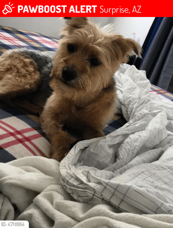 Lost Male Dog in Surprise, AZ 85379 Named Cooper (ID 4711864) PawBoost