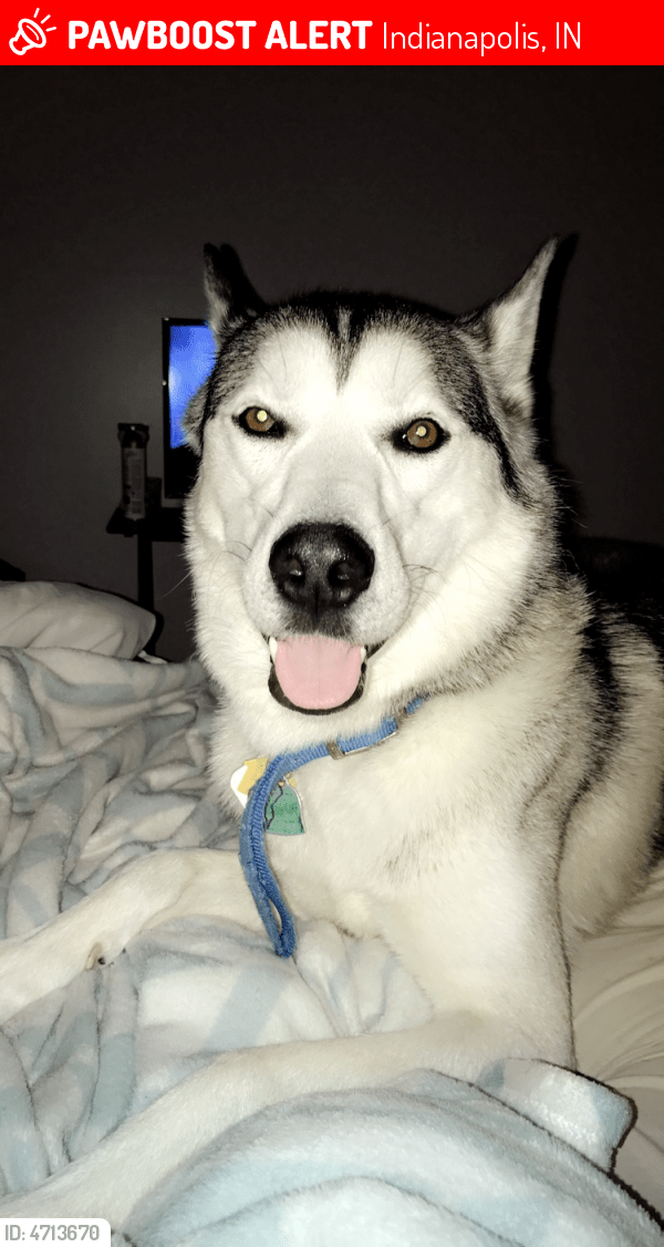 Lost Male Dog in Indianapolis, IN 46260 Named Riley (ID 4713670