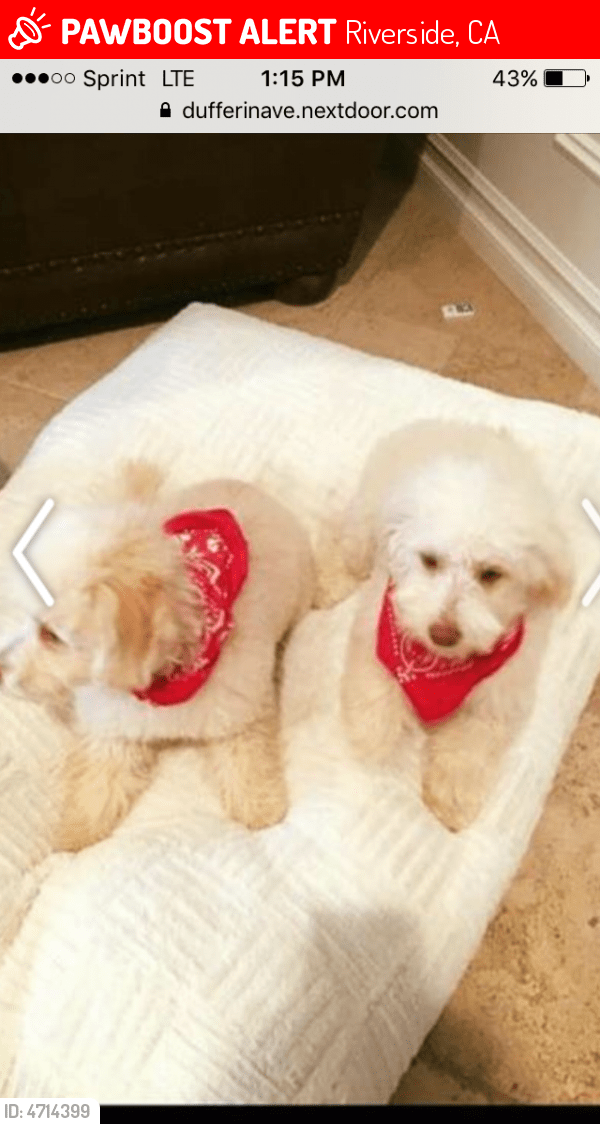 Lost Male Dog in Riverside, CA 92503 Named Butter (ID 4714399) PawBoost