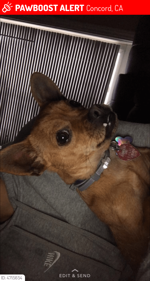 Lost Male Dog in Concord, CA 94518 Named Tovi (ID 4715654) PawBoost
