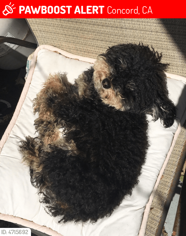 Lost Male Dog in Concord, CA 94518 Named Hoodli (ID 4715692) PawBoost