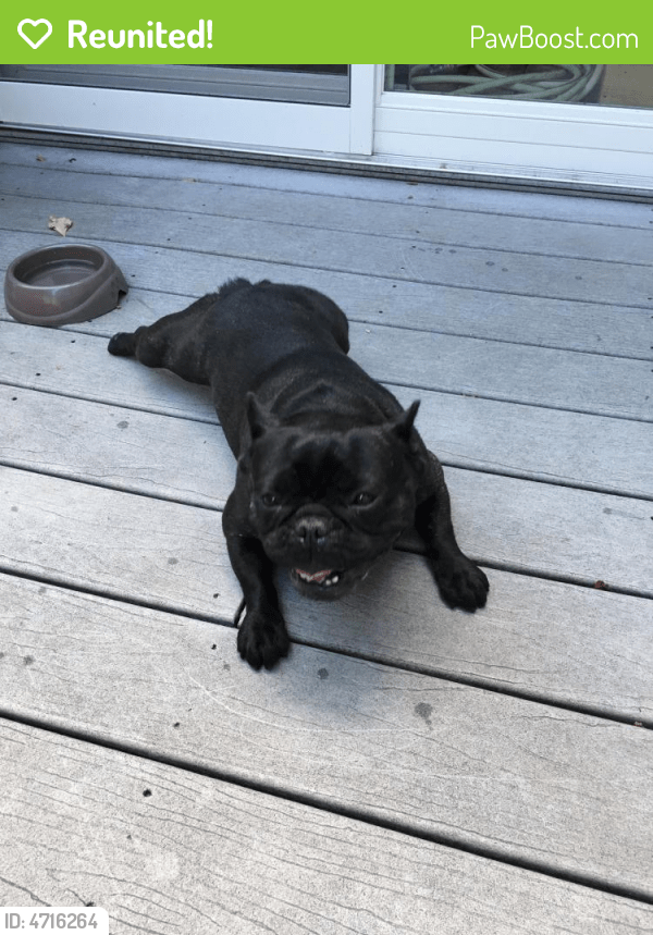 Reunited Female Dog in Grand Rapids, MI 49525 (ID 4716264) PawBoost