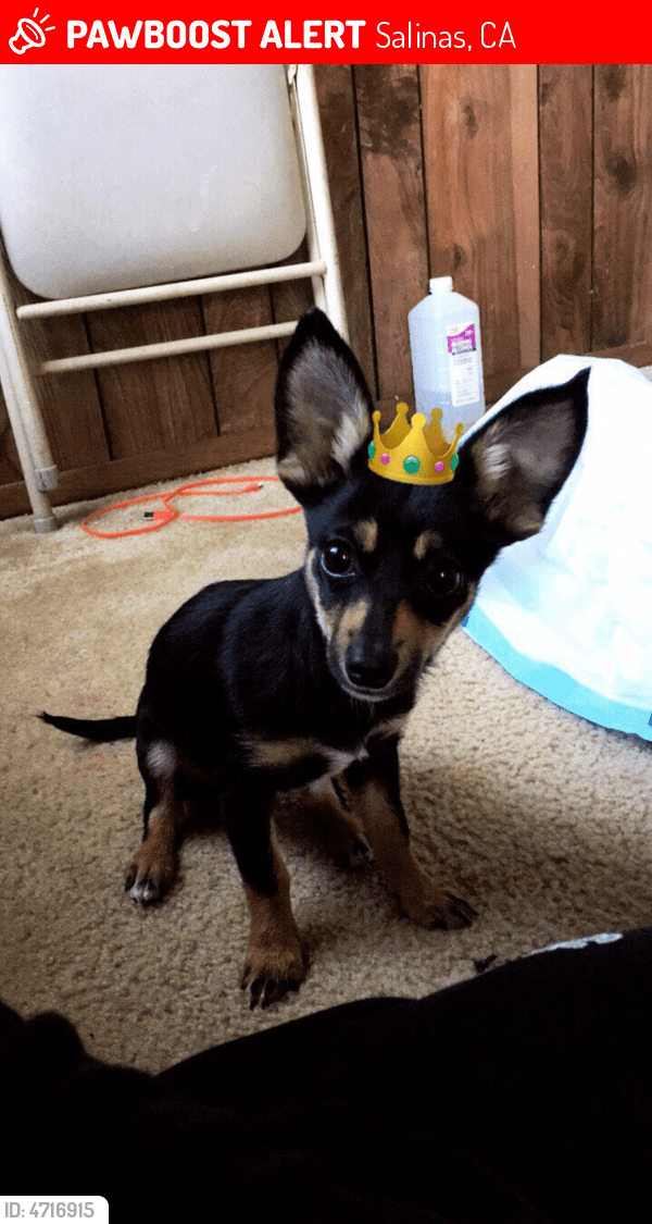 Lost Female Dog in Salinas, CA 93905 Named Luna (ID 4716915) PawBoost