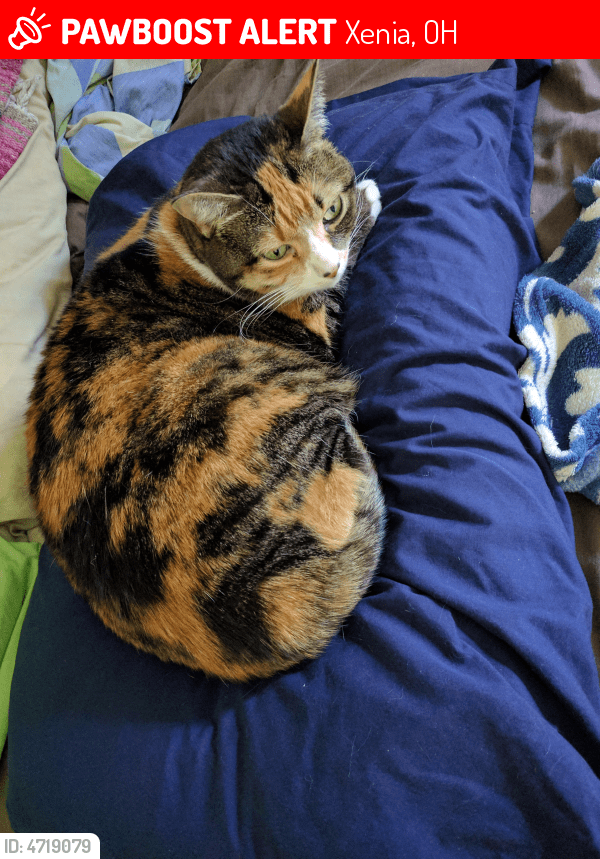 Lost Female Cat in Xenia, OH 45385 Named Roxie (ID 4719079) PawBoost