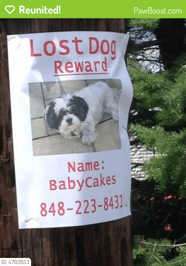 Reunited Female Dog in Toms River, NJ 08753 (ID 4702653) PawBoost