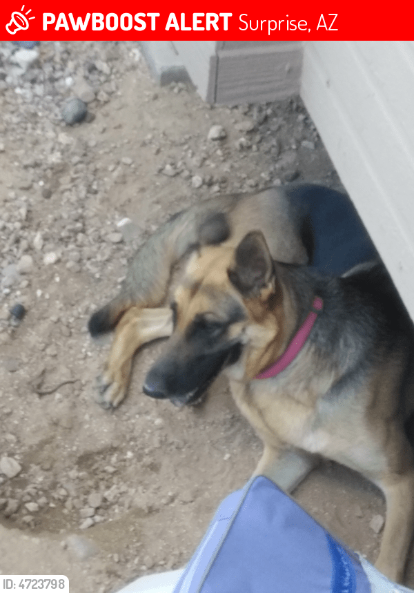 Lost Female Dog in Surprise, AZ 85388 Named Na1 (ID 4723798) PawBoost