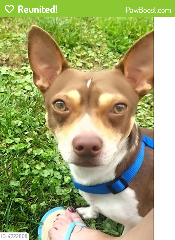 Reunited Male Dog in Fort Smith, AR 72901 (ID 4722808) PawBoost