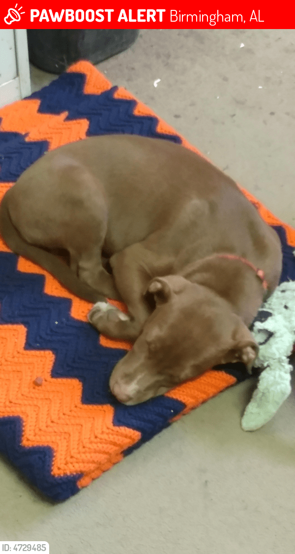 Rehomed Male Dog in Birmingham, AL 35222 (ID 4729485) PawBoost