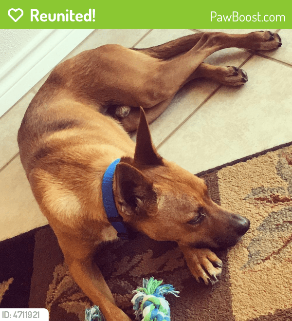 Reunited Male Dog in Abilene, TX 79606 (ID 4711921) PawBoost