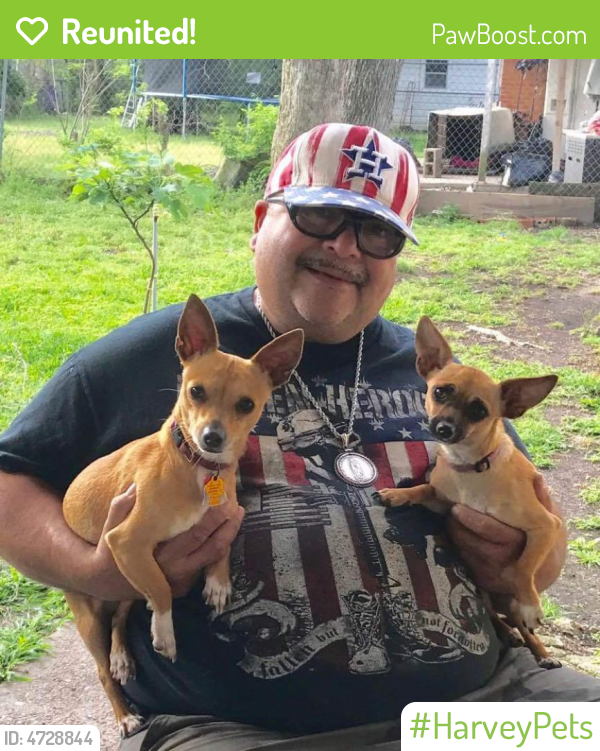 Amedelyofpotpourri Basenji Dog Houston