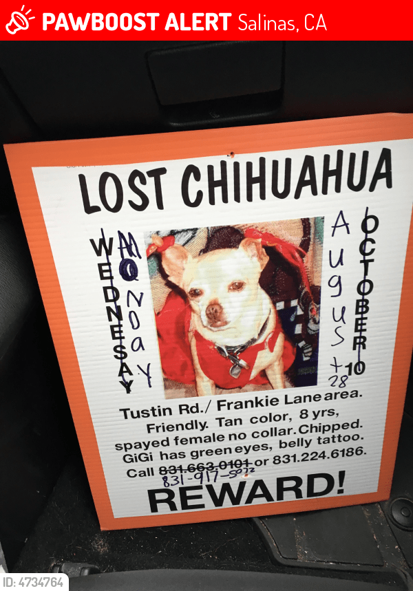 Lost Female Dog in Salinas, CA 93907 Named Gigi (ID 4734764) PawBoost