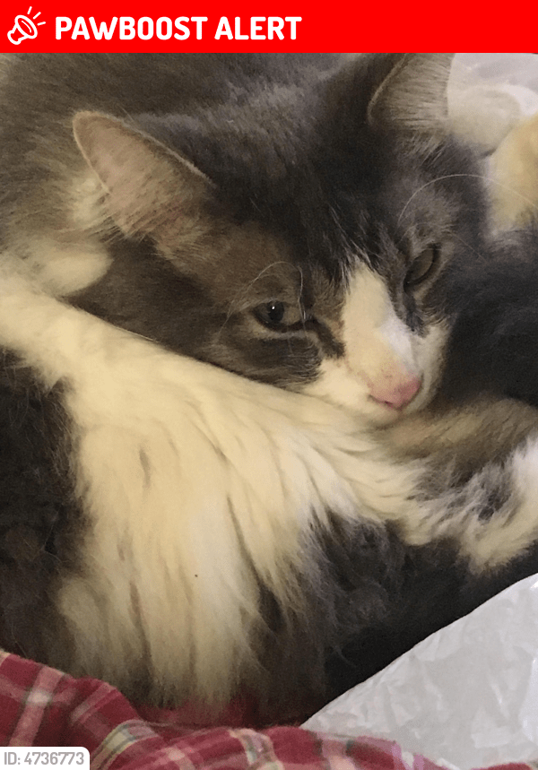 Lost Male Cat in White Bear Lake, MN 55110 Named Milo (ID 4736773) PawBoost