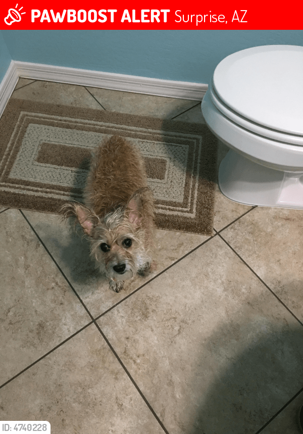 Found/Stray Male Dog in Surprise, AZ 85388 (ID 4740228) PawBoost