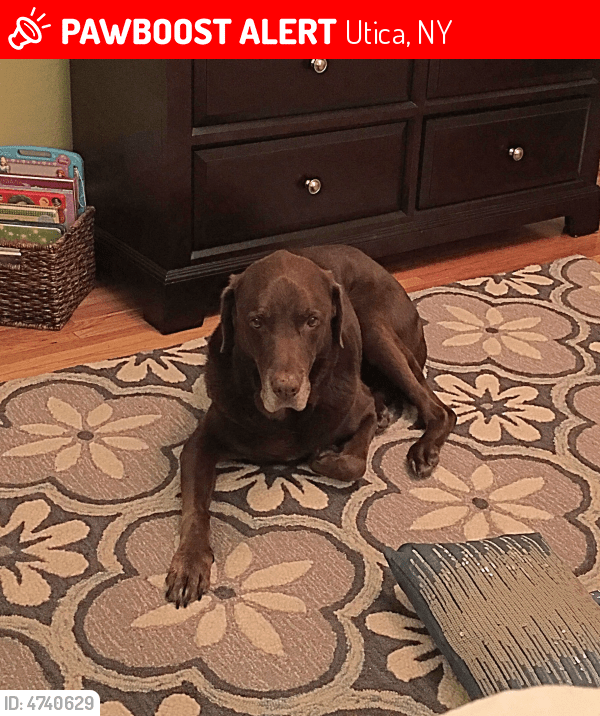 Lost Male Dog in Utica, NY 13501 Named Romeo (ID 4740629) PawBoost