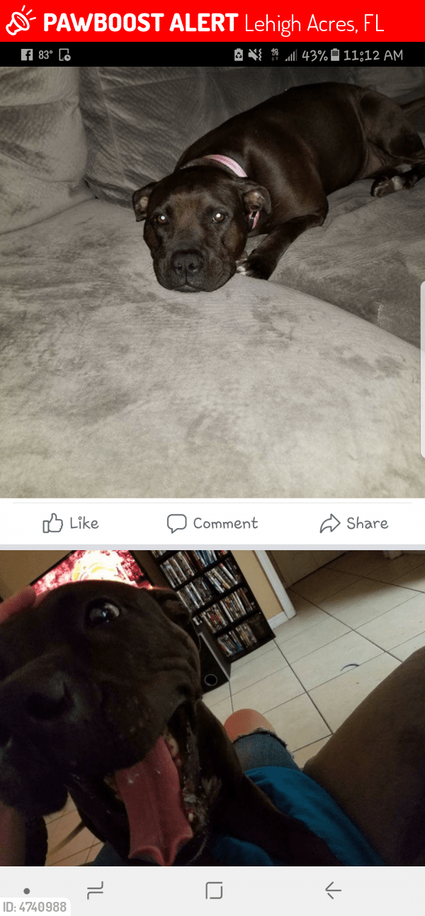 Lost Female Dog in Lehigh Acres, FL 33936 Named Princess (ID 4740988