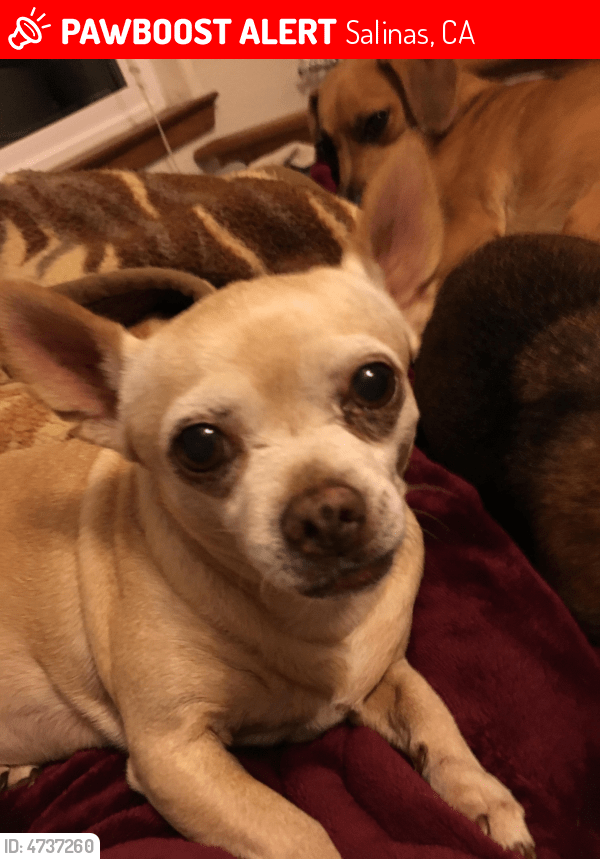Lost Female Dog in Salinas, CA 93907 Named Gigi (ID 4737260) PawBoost