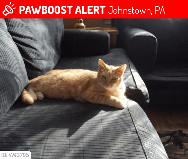 Lost Male Cat in Johnstown, PA 15905 Named Spaz (ID 4743795) PawBoost