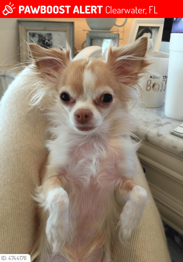 Lost Male Dog in Clearwater, FL 33764 Named Gizmo (ID 4744176) PawBoost