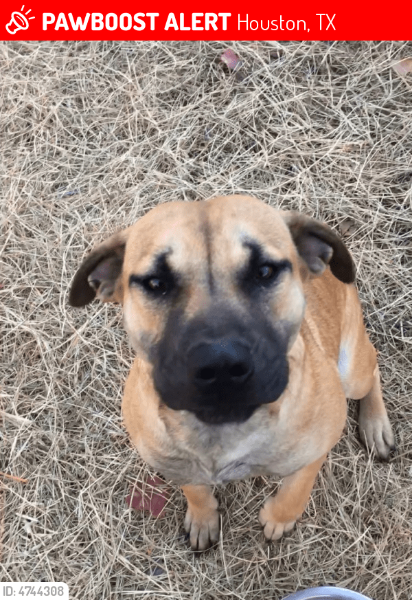 Lost Female Dog in Houston, TX 77049 Named Buster (ID 4744308) PawBoost