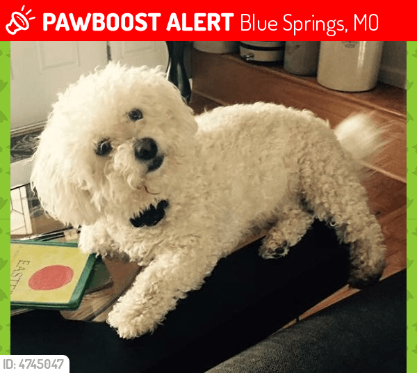 Lost Female Dog in Blue Springs, MO 64015 Named Lucy (ID 4745047