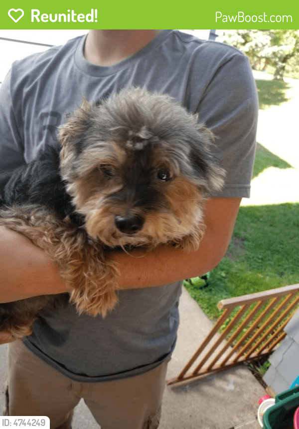Reunited Male Dog in Grandville, MI 49418 (ID 4744249) PawBoost