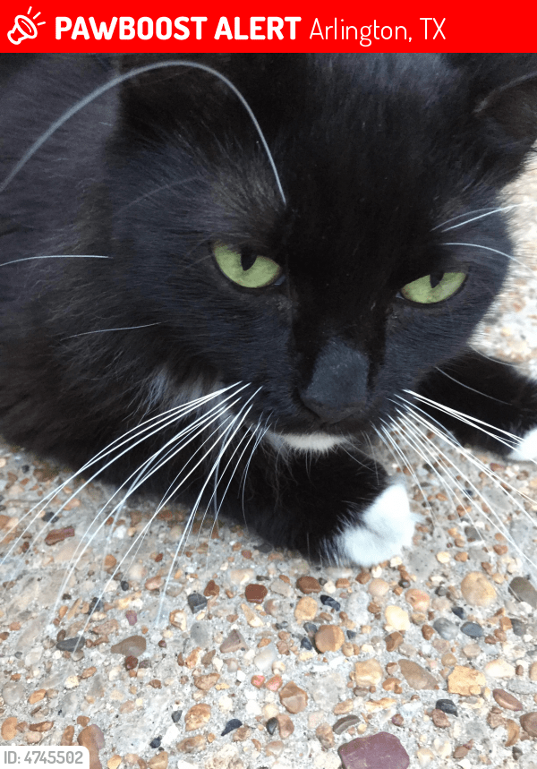 Lost Female Cat in Arlington, TX 76013 Named Riley (ID