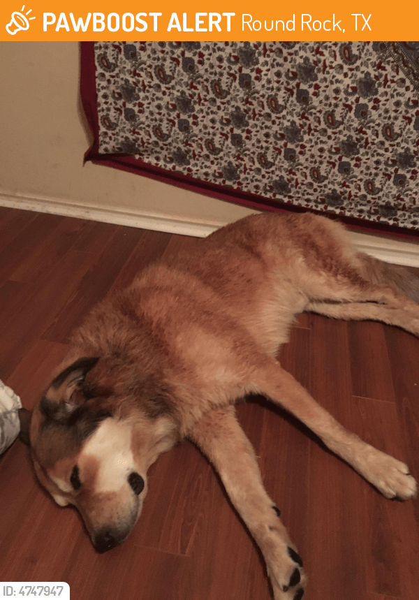 Found/Stray Male Dog in Round Rock, TX 78664 (ID 4747947) PawBoost