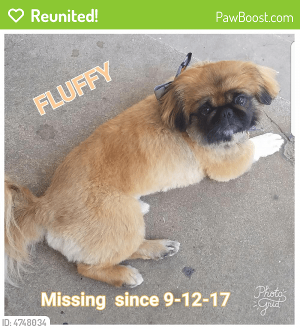 Reunited Male Dog in Greenville, SC 29611 (ID 4748034) PawBoost