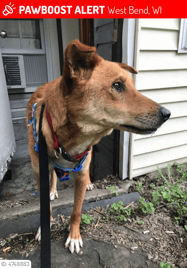 Lost Male Dog in West Bend, WI 53095 Named Brownie (ID 4749883) PawBoost