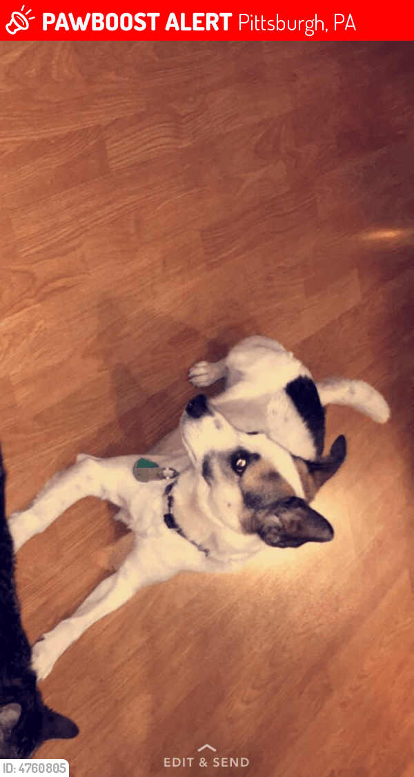 Lost Female Dog in Pittsburgh, PA 15227 Named Rosie (ID 4760805
