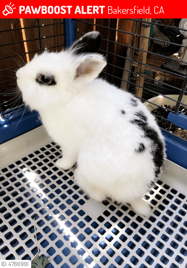 Lost Female Rabbit in Bakersfield, CA 93309 Named Oreo (ID 4760991