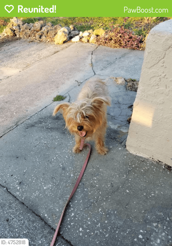 Reunited Female Dog in Cape Coral, FL 33904 (ID 4752818) PawBoost