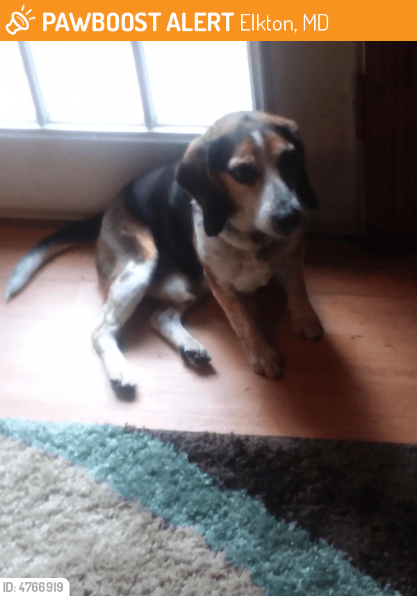 Found/Stray Male Dog in Elkton, MD 21921 (ID 4766919) PawBoost