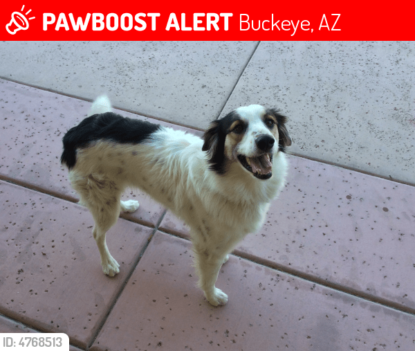 Lost Female Dog in Buckeye, AZ 85396 Named Mattie (ID 4768513) PawBoost