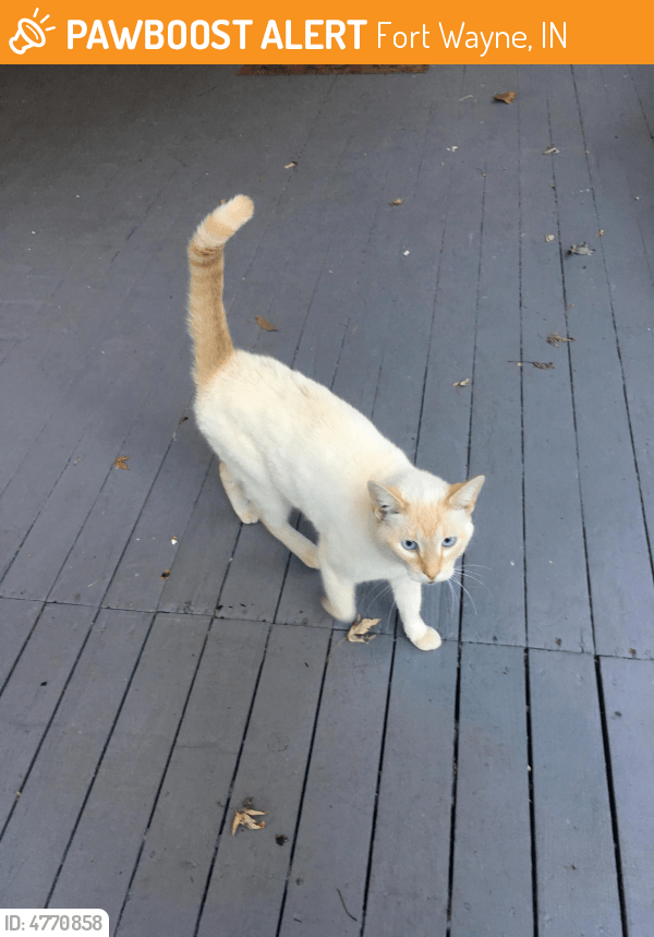 Rehomed Female Cat in Fort Wayne, IN 46808 (ID 4770858) PawBoost