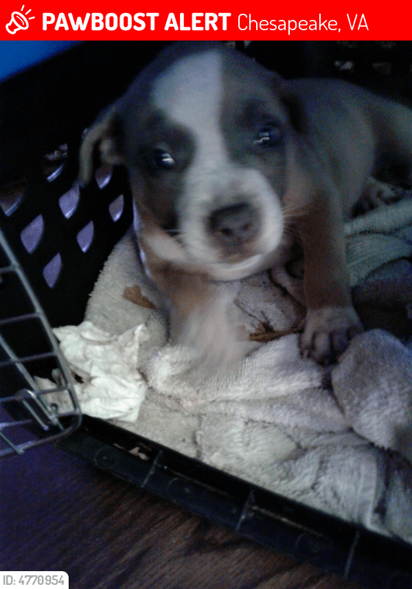 Lost Female Dog in Chesapeake, VA 23320 Named Sparkles (ID 4770954) PawBoost