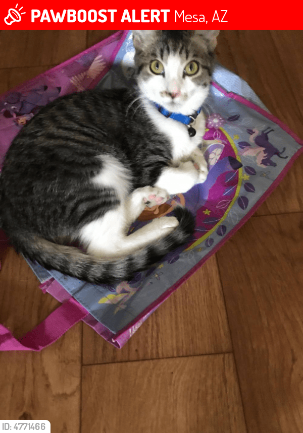 36 Fat Cats Near Mesa Az Photography Pet My Favourite