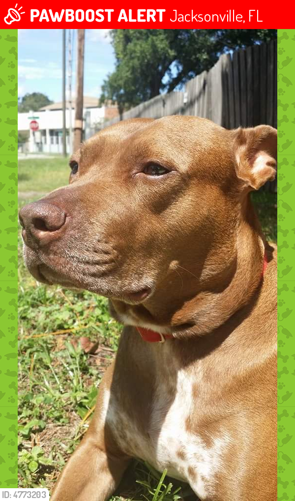 Lost Female Dog in Jacksonville, FL 32205 Named Lily (ID 4773203