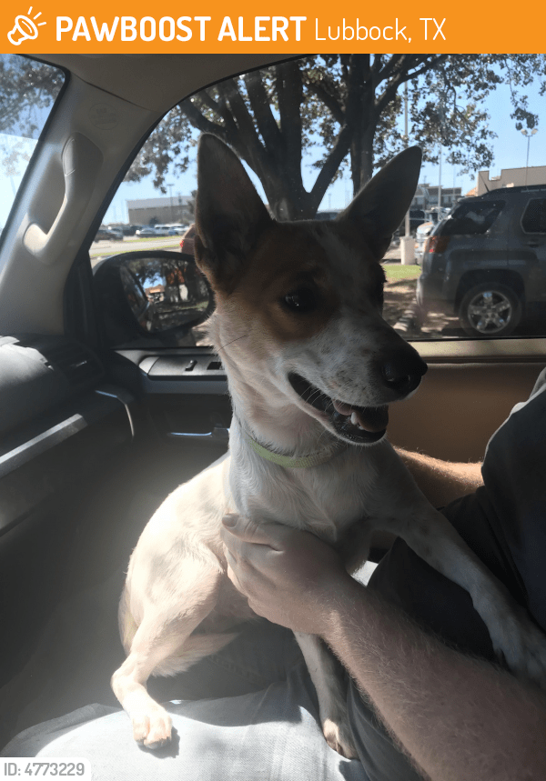Found/Stray Female Dog in Lubbock, TX 79424 (ID 4773229) PawBoost