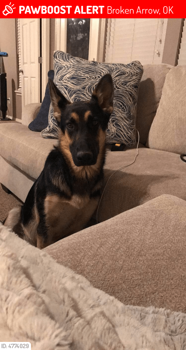 Lost Female Dog in Broken Arrow, OK 74014 Named Sammy (ID 4774029