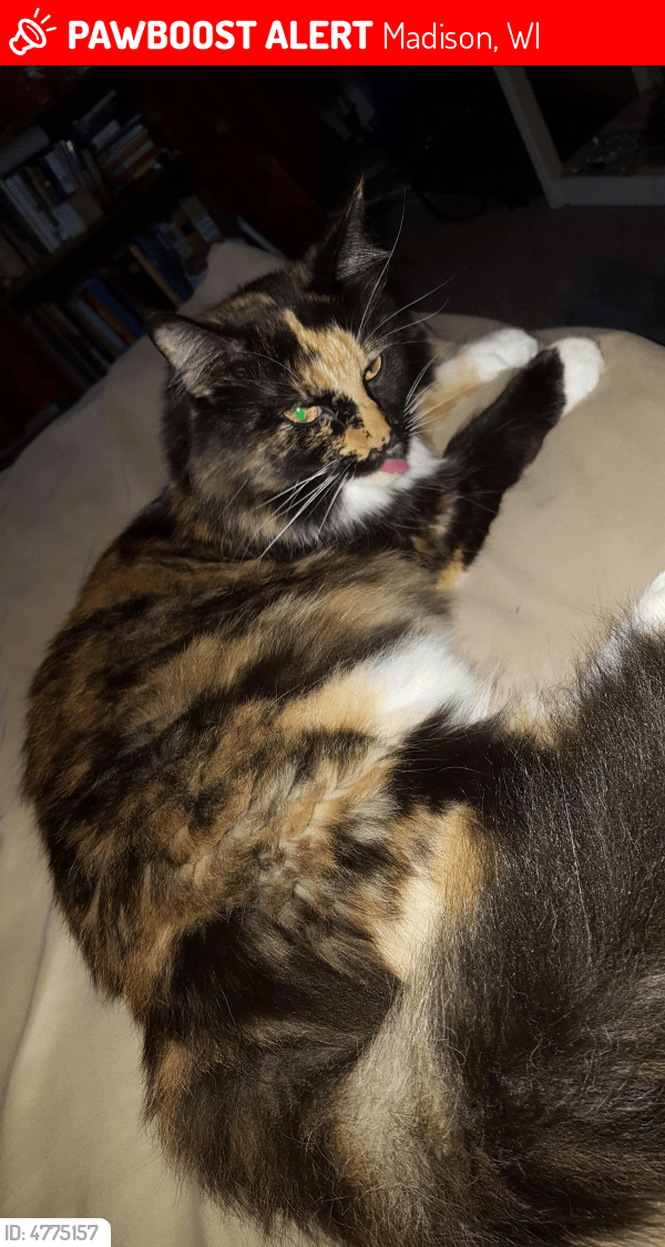 Lost Female Cat in Madison, WI 53711 Named Gaia (ID 4775157) PawBoost