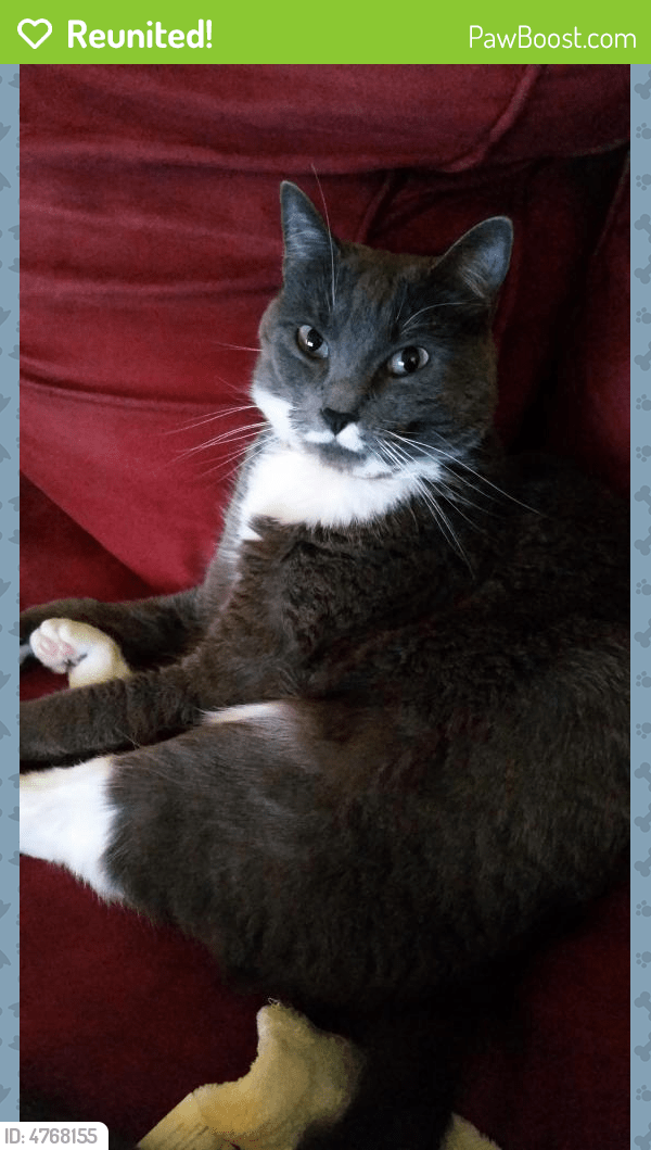 Reunited Female Cat in Lynnwood, WA 98087 (ID 4768155) PawBoost