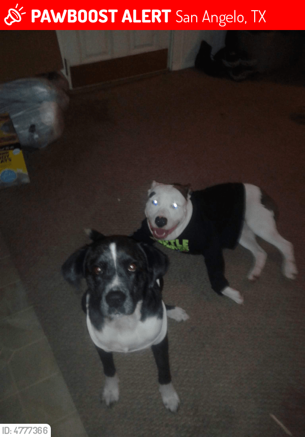 Lost Male Dog in San Angelo, TX 76903 Named Marlon (ID 4777366) PawBoost